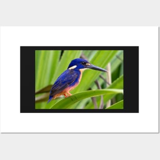 Azure Kingfisher, Kakadu National Park Posters and Art